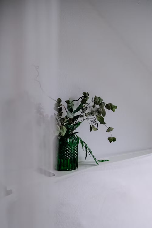 Tanaman monstera sebagai tanaman hias kamar indoor yang estetik