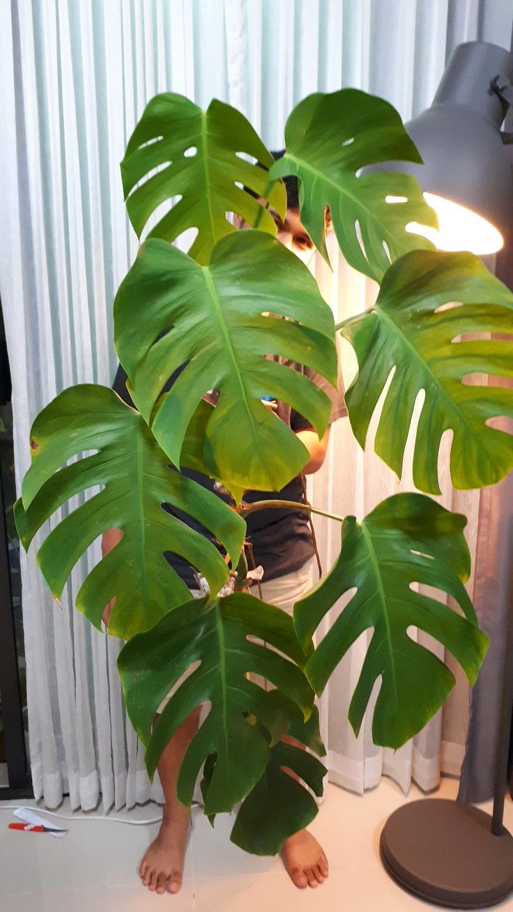 Tanaman Monstera Deliciosa populer 2025
