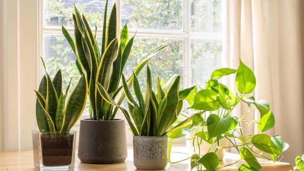 Tanaman hias populer 2025 dengan daun warna unik di dalam rumah